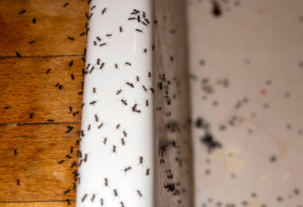 Pest Control for Restaurants in Friedens, PA