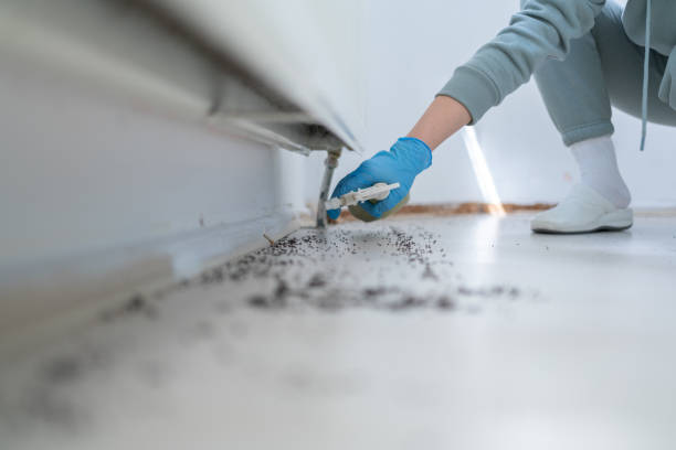 Best Local Pest Control Services  in Friedens, PA
